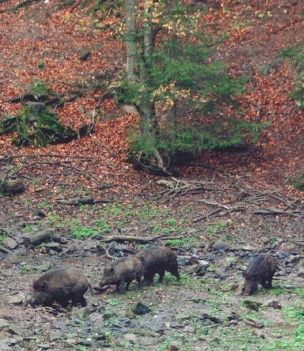 Een groep wilde zwijnen in de Ardennen
