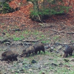 Een groep wilde zwijnen in de Ardennen