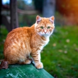 Ginger